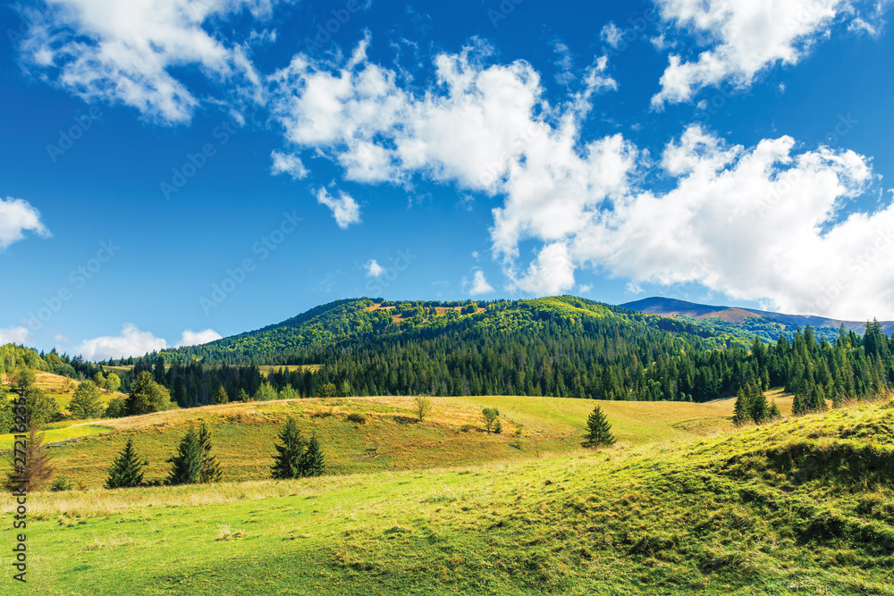 wonderful countryside in mountain. sunny weather with clouds above the ridge. grassy meadows and spruce forest on hills. dreamy rural wonderland of carpathians
