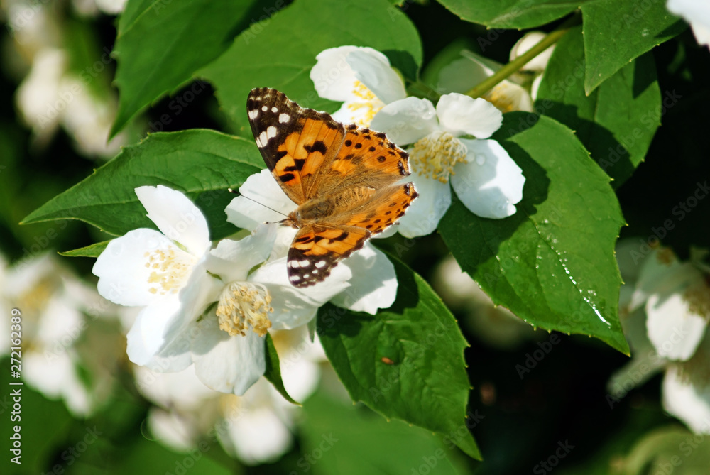 Butterfly Vanessa cardui on white flowers of jasmine.