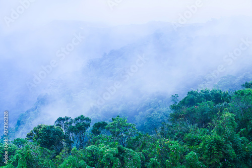 Scenery of tropical forest in blue mist.