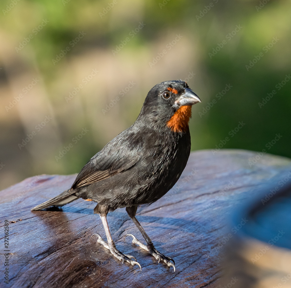 Obraz premium Bird Views around the caribbean island of Dominica West indies