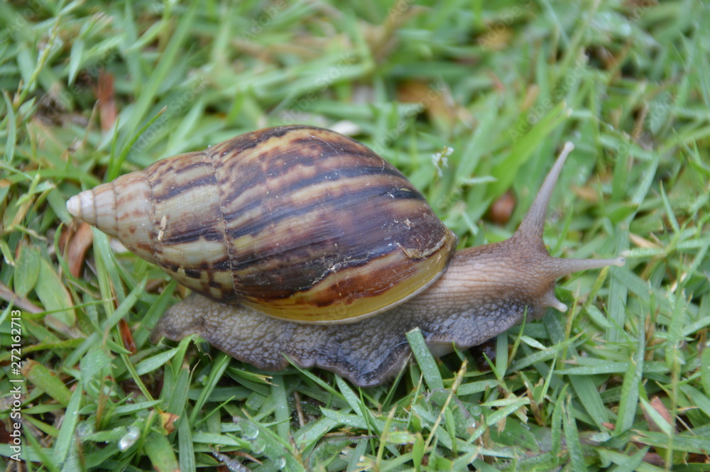 snail on the grass