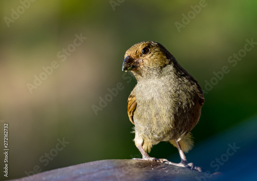  Bird Views around the caribbean island of Dominica West indies