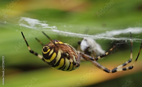 closeup of a yellow striped wasp spider in its spider net photo