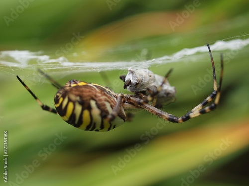closeup of a yellow striped wasp spider in its spider net photo