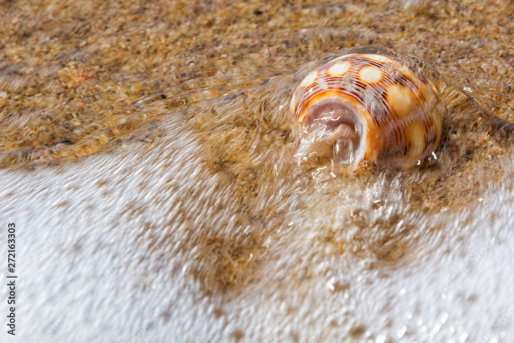 Sea shell on the beach, close up