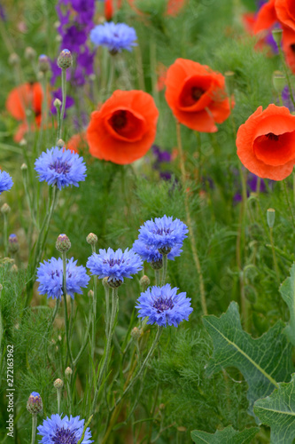 bunte sommerwiese