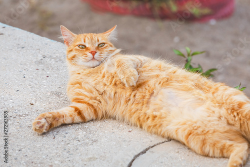 Stray Ginger cat bellyful sleeping outdoors photo