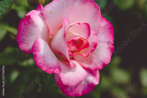 A lonely colorful pink rose in the garden. Close-up.