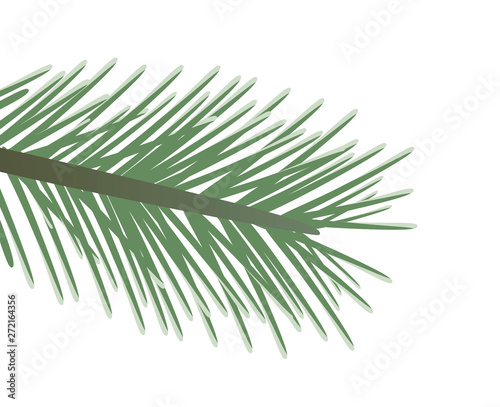 Pine tree leaf. vector illustration