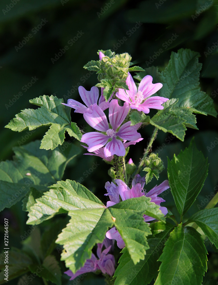 wild mallow plant with lila flowers close up wild mallow plant with lila flowers close up