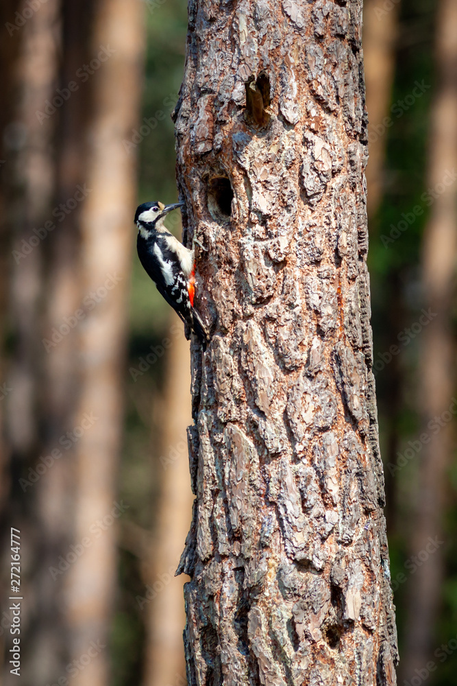 Syrian woodpecker, Dendrocopos syriacus, with worms going to the hollow