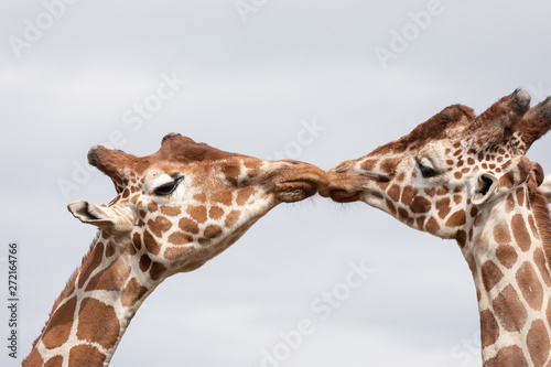 Photography Kissing Giraffe's