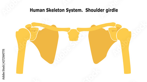 Human Skeleton System  Shoulder Girdle.  Anterior View Anatomy. Vector illustration. Isolated on white background. Flat design