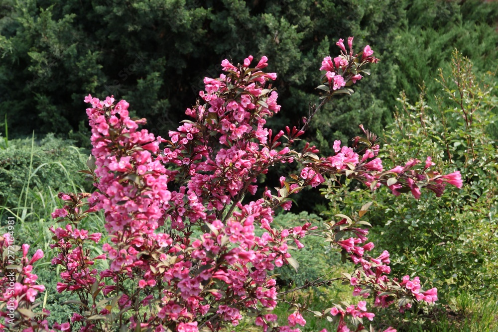 Red flowers of Weigela ornamental bush Red flowers of Weigela ornamental bush