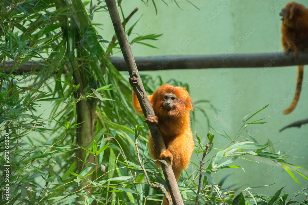 Mico Leão Dourado em zoológico Stock Photo | Adobe Stock