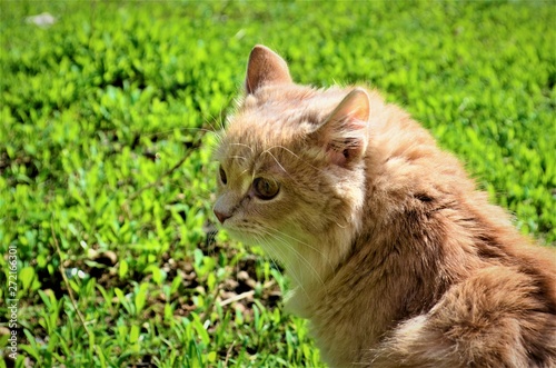 red cat walking on the lawn