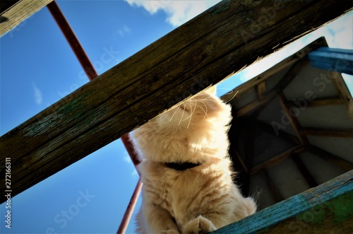 red cat walking in the playground