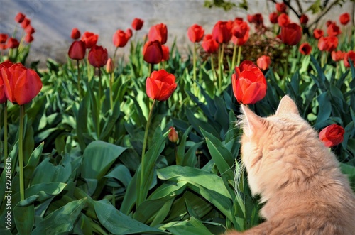 red cat in red tulips