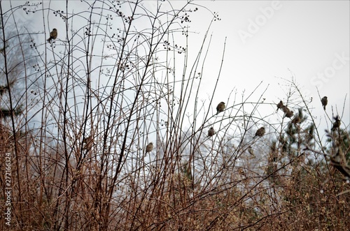 birds in the bushes in early spring