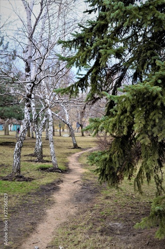 path between birches and pines