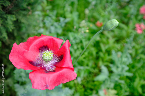 Poppy in the Generalife garden, Granada, Spain