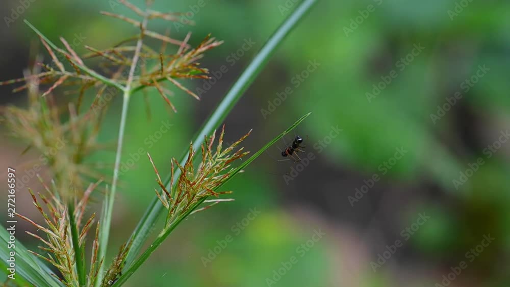 Close up of black spider on green blade of grass against blurred nature background in Papua New Guinea Close up of black spider on green blade of grass against blurred nature background in Papua New Guinea