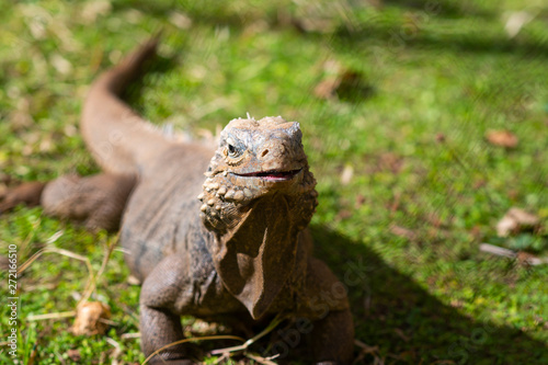 Close up portrait of iguana on the green grass. Free space for text  Cuba