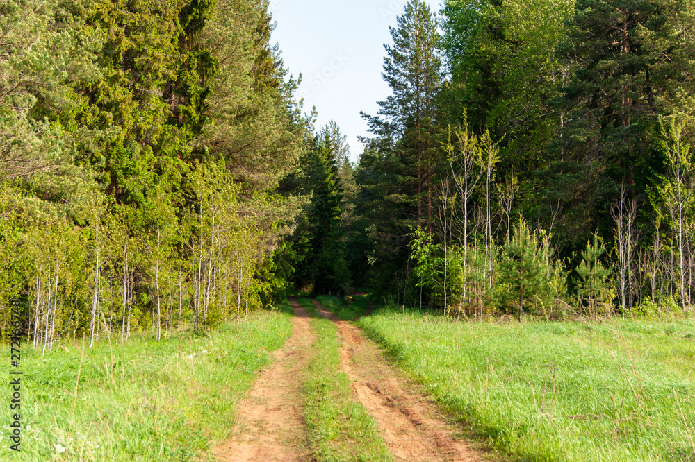 country road through the forest country road through the forest