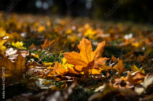Nice color autumn leaves nature light sunny day