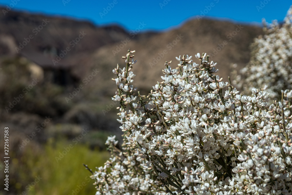 Blooming endemic bush. White flowers of Retama rhodorhizoides. National Park Teide, Tenerife, Canary Islands. Selective focus. Blooming endemic bush. White flowers of Retama rhodorhizoides. National Park Teide, Tenerife, Canary Islands. Selective focus.