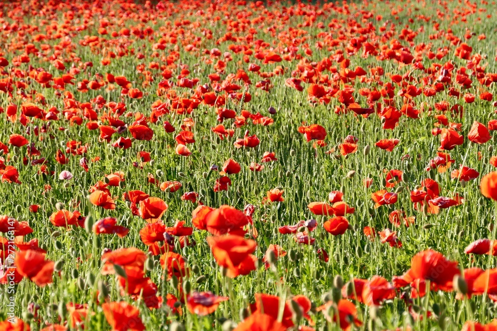 Field full of red poppies