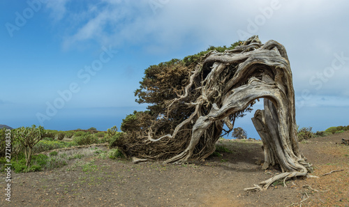Sabina (Juniperus turbinata canariensis) twisted by the wind. La Dehesa. Frontera Rural Park. El Hierro. Canary Islands. Spain.