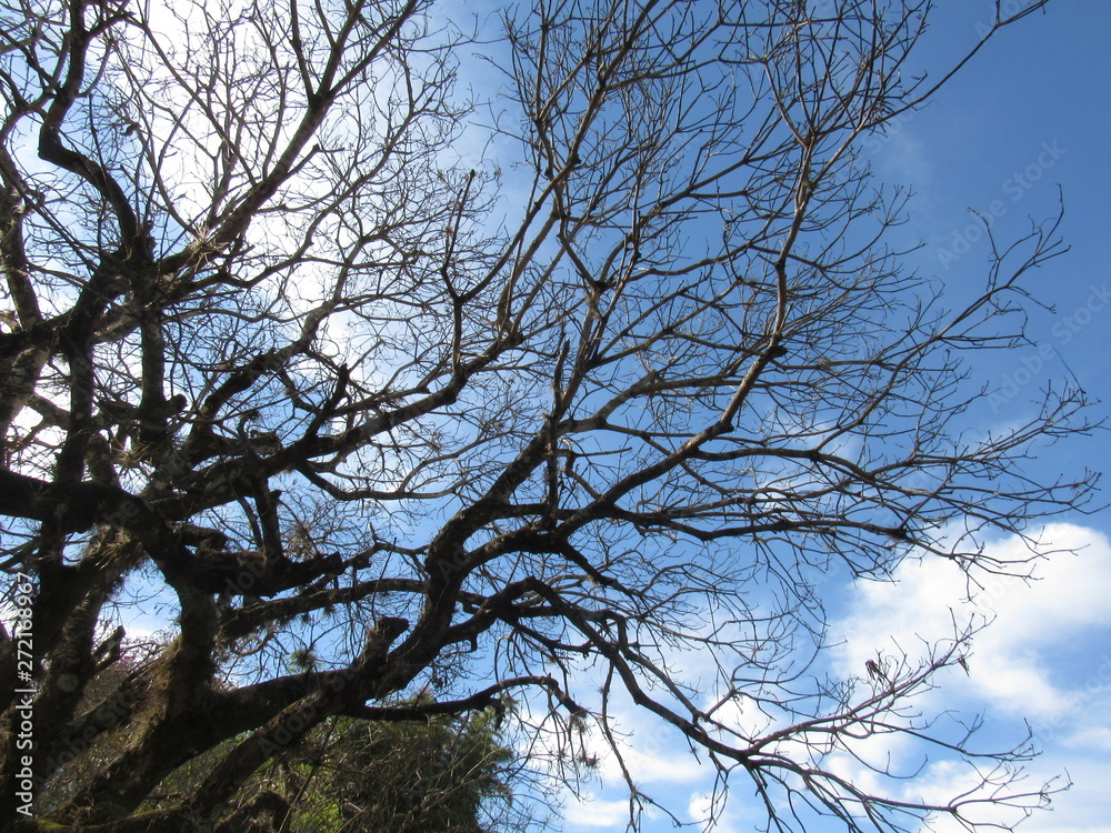 Twigs of a tree in autumn with blue sky. Twigs of a tree in autumn with blue sky.