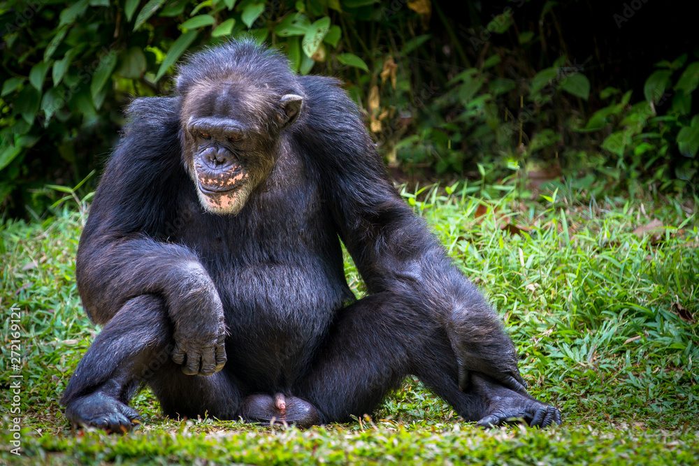 Adult Chimpanzee sitting upright with his genitals in full Adult Chimpanzee sitting upright with his genitals in full