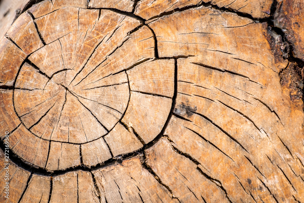 macro tree with cracks and knots macro tree with cracks and knots