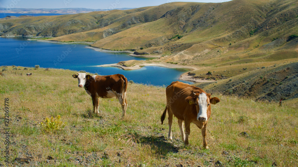 herd of cows grazing around dam lake