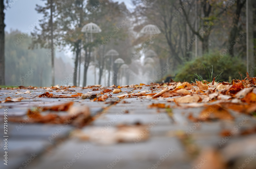 Alley in a city park with bench and fallen leaves Alley in a city park with bench and fallen leaves