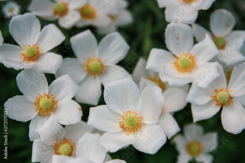 Fototapeta Naklejka Na Ścianę i Meble -  blooming white flowers in the garden