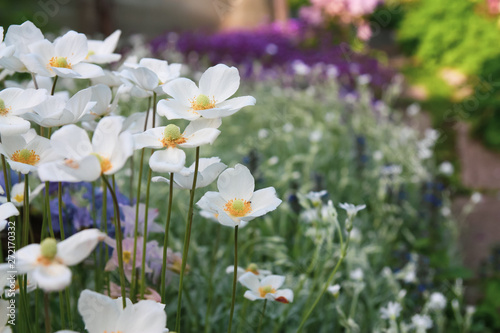 blooming white flowers in the garden