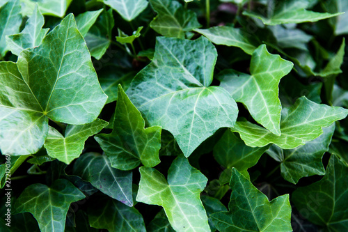 Hedera green leaves background