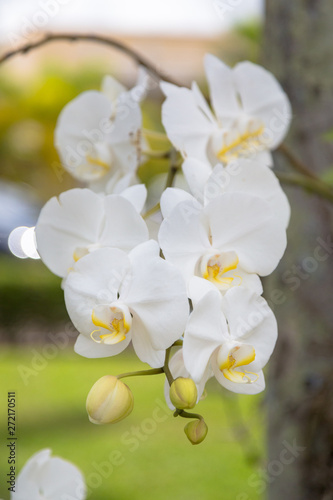 White orchids in garden