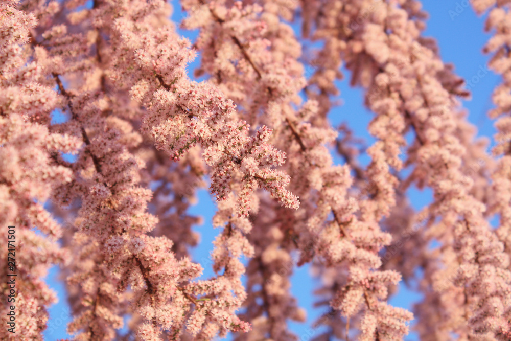 Pink blooming tamarix tamarisk on the blue sky background in spring.