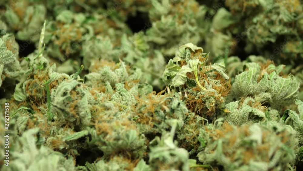 Cannabis buds, close up Cannabis buds, close up