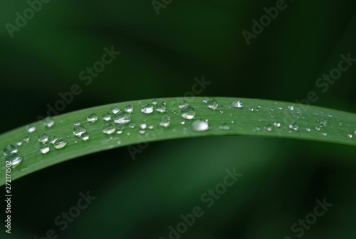Dew drops on a narrow green blade of grass on a cool summer day, macro, background