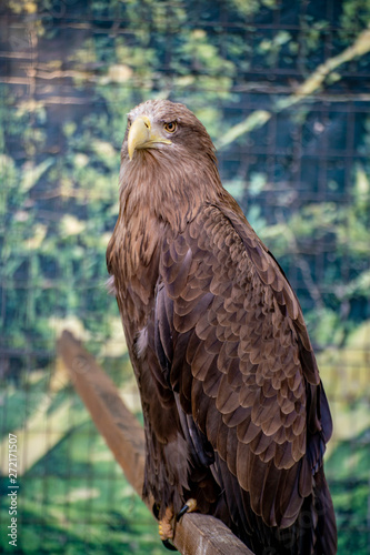portrait of wild dangerous strong eagle sit on a branch, wildlifes