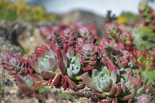 Wild dudleya farinosa succulent growing on the coast of California. photo