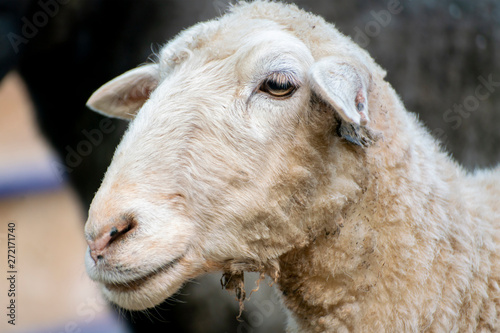 young domestic ram or sheep...