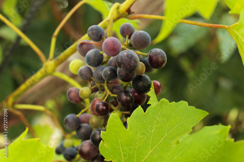 Wallpaper Mural bunch of grapes on the vine Torontodigital.ca