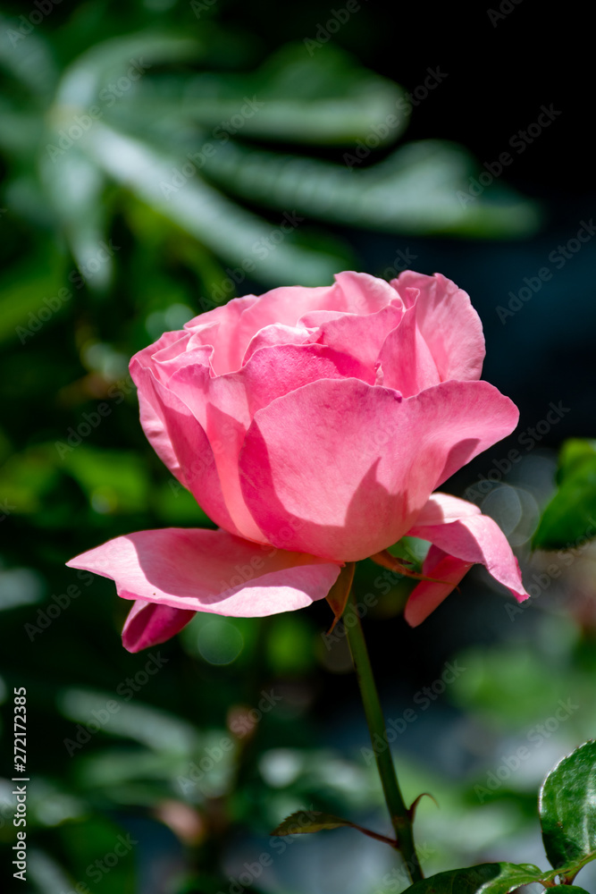Big pink rose flower growing in garden Big pink rose flower growing in garden