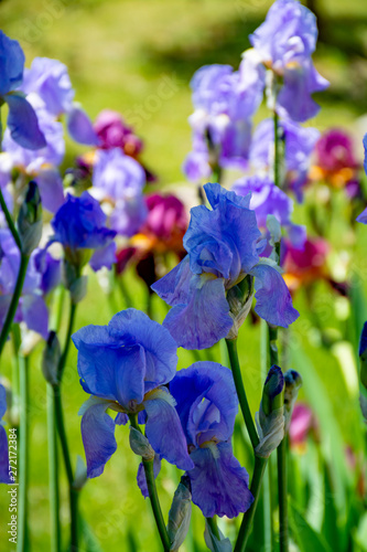 Lilac iris flowers  spring blossom of colorful irises in Provence  South of France